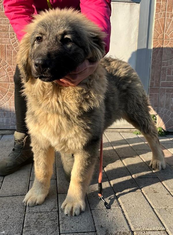 CUCCIOLE PASTORE DEL CAUCASO Foto 2